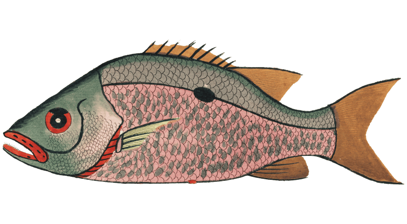 Colourful and surreal illustrations of fishes found in Moluccas (Indonesia) and the East Indies by Louis Renard (1678 -1746) from Histoire naturelle des plus rares curiositez de la mer des Indes (1754).