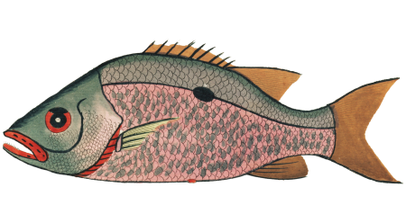 Colourful and surreal illustrations of fishes found in Moluccas (Indonesia) and the East Indies by Louis Renard (1678 -1746) from Histoire naturelle des plus rares curiositez de la mer des Indes (1754).