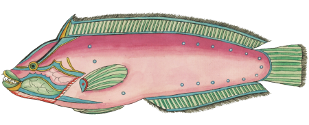 Colourful and surreal illustrations of fishes found in Moluccas (Indonesia) and the East Indies by Louis Renard (1678 -1746) from Histoire naturelle des plus rares curiositez de la mer des Indes (1754).