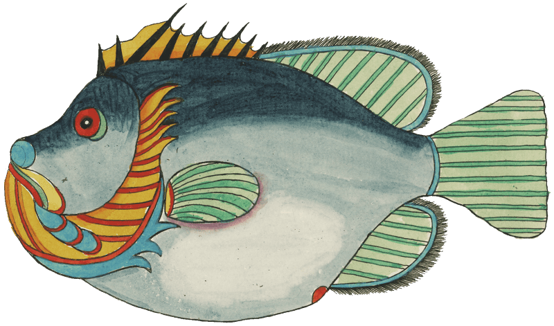 Colourful and surreal illustrations of fishes found in Moluccas (Indonesia) and the East Indies by Louis Renard (1678 -1746) from Histoire naturelle des plus rares curiositez de la mer des Indes (1754).