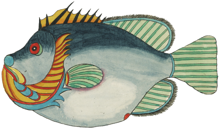 Colourful and surreal illustrations of fishes found in Moluccas (Indonesia) and the East Indies by Louis Renard (1678 -1746) from Histoire naturelle des plus rares curiositez de la mer des Indes (1754).