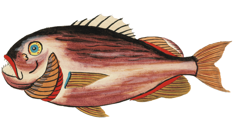 Colourful and surreal illustrations of fishes found in Moluccas (Indonesia) and the East Indies by Louis Renard (1678 -1746) from Histoire naturelle des plus rares curiositez de la mer des Indes (1754).