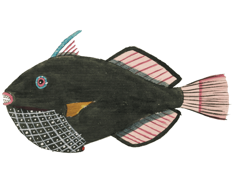 Colourful and surreal illustrations of fishes found in Moluccas (Indonesia) and the East Indies by Louis Renard (1678 -1746) from Histoire naturelle des plus rares curiositez de la mer des Indes (1754).