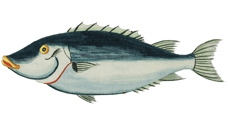 Colourful and surreal illustrations of fishes found in Moluccas (Indonesia) and the East Indies by Louis Renard (1678 -1746) from Histoire naturelle des plus rares curiositez de la mer des Indes (1754).