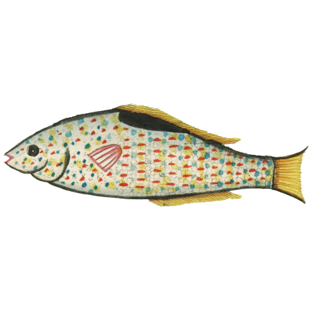 Colourful and surreal illustrations of fishes found in Moluccas (Indonesia) and the East Indies by Louis Renard (1678 -1746) from Histoire naturelle des plus rares curiositez de la mer des Indes (1754).