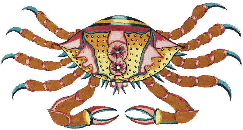 Colourful and surreal illustrations of fishes and crab found in the Indian and Pacific Oceans by Louis Renard (1678 -1746) from Histoire naturelle des plus rares curiositez de la mer des Indes (1754).