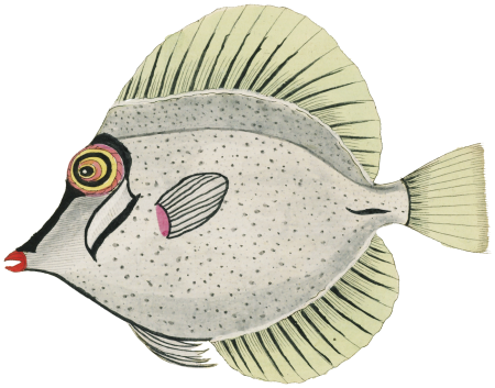 Colourful and surreal illustrations of fishes found in Moluccas (Indonesia) and the East Indies by Louis Renard (1678 -1746) from Histoire naturelle des plus rares curiositez de la mer des Indes (1754).