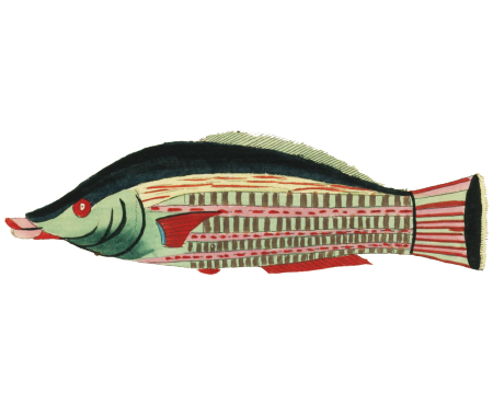 Colourful and surreal illustrations of fishes found in Moluccas (Indonesia) and the East Indies by Louis Renard (1678 -1746) from Histoire naturelle des plus rares curiositez de la mer des Indes (1754).