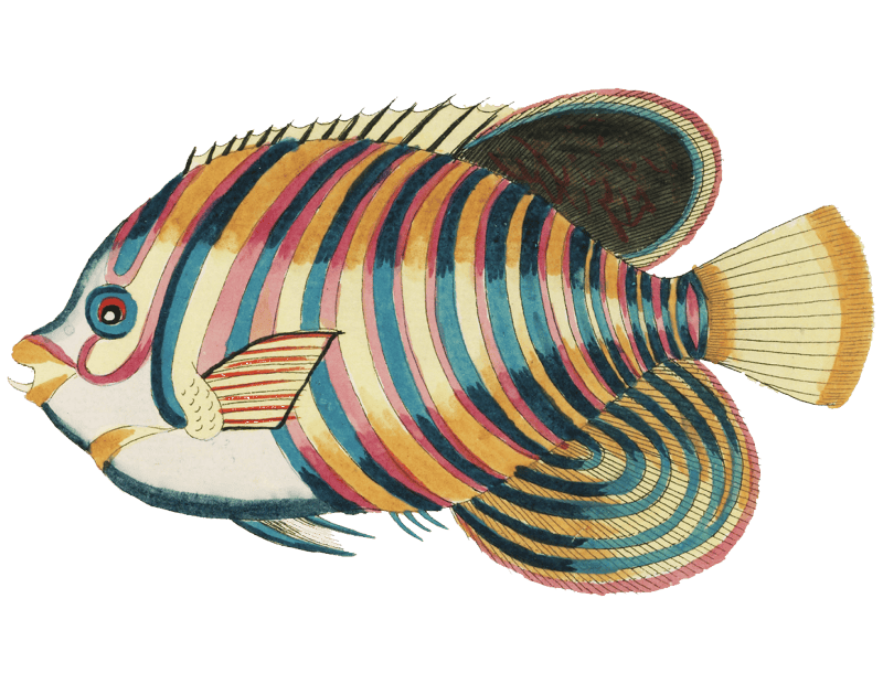 Colourful and surreal illustrations of fishes found in Moluccas (Indonesia) and the East Indies by Louis Renard (1678 -1746) from Histoire naturelle des plus rares curiositez de la mer des Indes (1754).