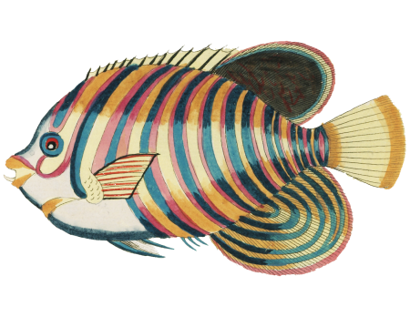 Colourful and surreal illustrations of fishes found in Moluccas (Indonesia) and the East Indies by Louis Renard (1678 -1746) from Histoire naturelle des plus rares curiositez de la mer des Indes (1754).