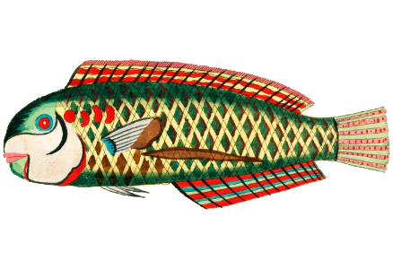 Colourful and surreal illustrations of fishes found in Moluccas (Indonesia) and the East Indies by Louis Renard (1678 -1746) from Histoire naturelle des plus rares curiositez de la mer des Indes (1754).