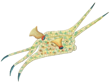 Colourful and surreal illustrations of fishes found in Moluccas (Indonesia) and the East Indies by Louis Renard (1678 -1746) from Histoire naturelle des plus rares curiositez de la mer des Indes (1754).