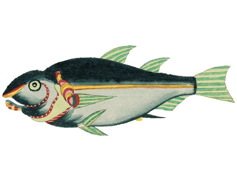 Colourful and surreal illustrations of fishes and crabs found in Moluccas (Indonesia) and the East Indies by Louis Renard (1678 -1746) from Histoire naturelle des plus rares curiositez de la mer des Indes (1754).