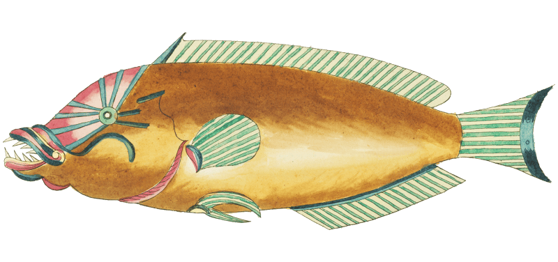 Colourful and surreal illustrations of fishes found in Moluccas (Indonesia) and the East Indies by Louis Renard (1678 -1746) from Histoire naturelle des plus rares curiositez de la mer des Indes (1754).