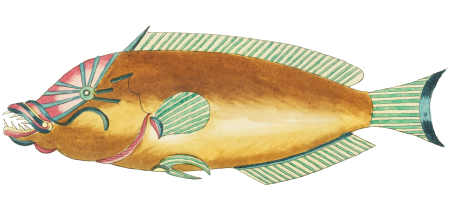 Colourful and surreal illustrations of fishes found in Moluccas (Indonesia) and the East Indies by Louis Renard (1678 -1746) from Histoire naturelle des plus rares curiositez de la mer des Indes (1754).