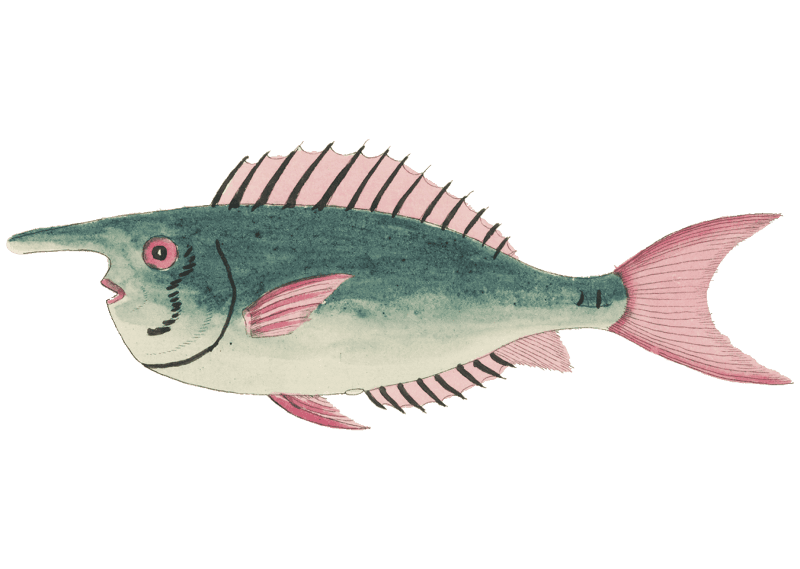 Colourful and surreal illustrations of fishes found in Moluccas (Indonesia) and the East Indies by Louis Renard (1678 -1746) from Histoire naturelle des plus rares curiositez de la mer des Indes (1754).