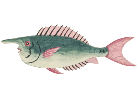 Colourful and surreal illustrations of fishes found in Moluccas (Indonesia) and the East Indies by Louis Renard (1678 -1746) from Histoire naturelle des plus rares curiositez de la mer des Indes (1754).