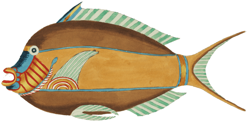 Colourful and surreal illustrations of fishes found in Moluccas (Indonesia) and the East Indies by Louis Renard (1678 -1746) from Histoire naturelle des plus rares curiositez de la mer des Indes (1754).