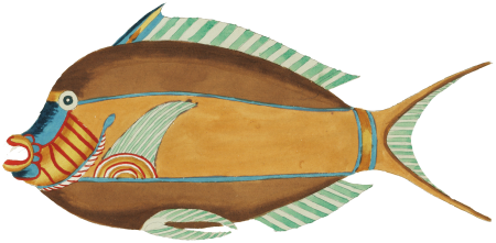 Colourful and surreal illustrations of fishes found in Moluccas (Indonesia) and the East Indies by Louis Renard (1678 -1746) from Histoire naturelle des plus rares curiositez de la mer des Indes (1754).