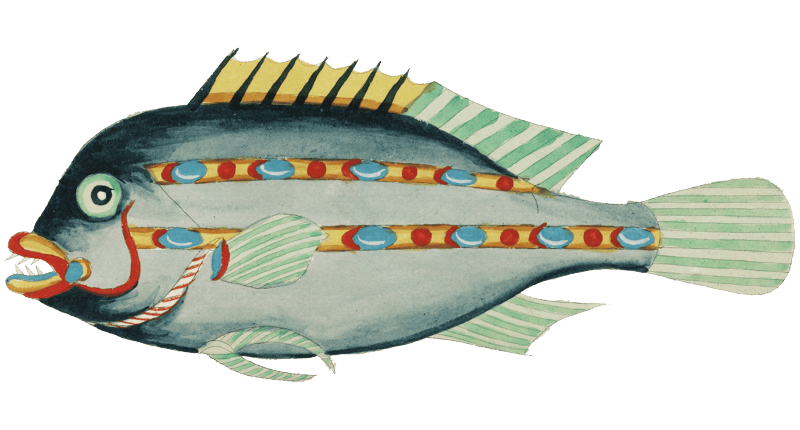 Colourful and surreal illustrations of fishes found in Moluccas (Indonesia) and the East Indies by Louis Renard (1678 -1746) from Histoire naturelle des plus rares curiositez de la mer des Indes (1754).