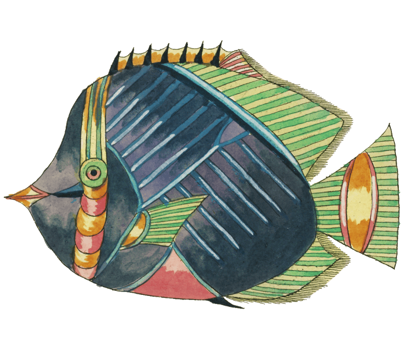 Colourful and surreal illustrations of fishes found in Moluccas (Indonesia) and the East Indies by Louis Renard (1678 -1746) from Histoire naturelle des plus rares curiositez de la mer des Indes (1754).