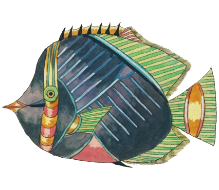 Colourful and surreal illustrations of fishes found in Moluccas (Indonesia) and the East Indies by Louis Renard (1678 -1746) from Histoire naturelle des plus rares curiositez de la mer des Indes (1754).