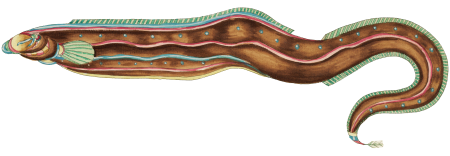 Colourful and surreal illustrations of fish and lobster found in Moluccas (Indonesia) and the East Indies by Louis Renard (1678 -1746) from Histoire naturelle des plus rares curiositez de la mer des Indes (1754).