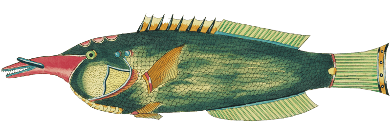 Colourful and surreal illustrations of fishes found in Moluccas (Indonesia) and the East Indies by Louis Renard (1678 -1746) from Histoire naturelle des plus rares curiositez de la mer des Indes (1754).