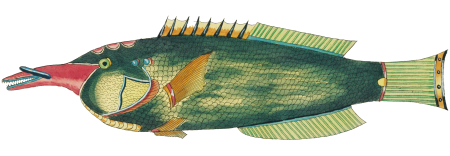 Colourful and surreal illustrations of fishes found in Moluccas (Indonesia) and the East Indies by Louis Renard (1678 -1746) from Histoire naturelle des plus rares curiositez de la mer des Indes (1754).