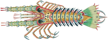 Colourful and surreal illustrations of fish and lobster found in Moluccas (Indonesia) and the East Indies by Louis Renard (1678 -1746) from Histoire naturelle des plus rares curiositez de la mer des Indes (1754).