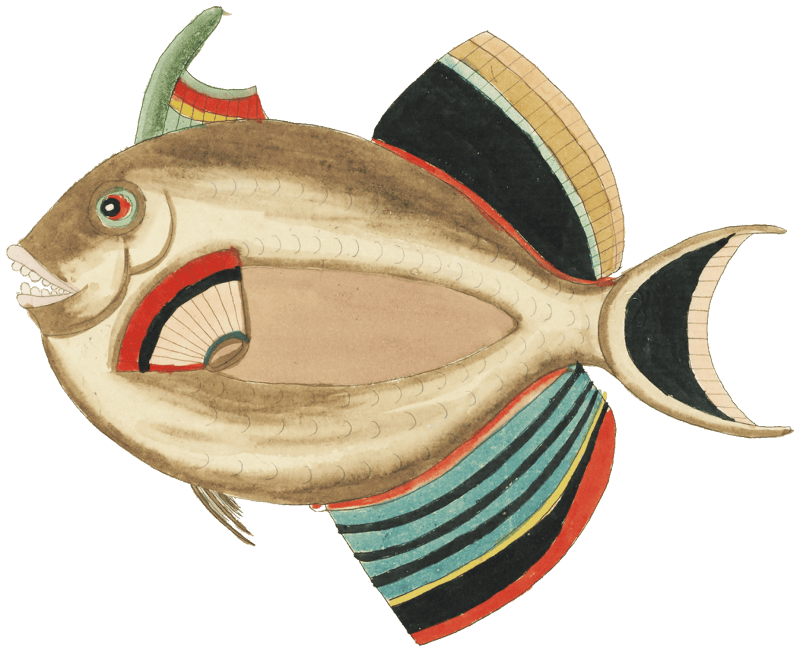 Colourful and surreal illustrations of fishes and lobster found in Moluccas (Indonesia) and the East Indies by Louis Renard (1678 -1746) from Histoire naturelle des plus rares curiositez de la mer des Indes (1754).