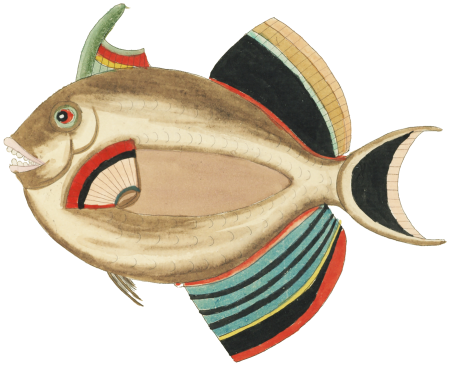 Colourful and surreal illustrations of fishes and lobster found in Moluccas (Indonesia) and the East Indies by Louis Renard (1678 -1746) from Histoire naturelle des plus rares curiositez de la mer des Indes (1754).