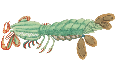 Colourful and surreal illustrations of fishes and lobster found in Moluccas (Indonesia) and the East Indies by Louis Renard (1678 -1746) from Histoire naturelle des plus rares curiositez de la mer des Indes (1754).