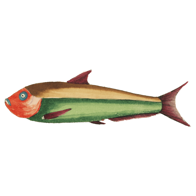 Colourful and surreal illustrations of fishes found in Moluccas (Indonesia) and the East Indies by Louis Renard (1678 -1746) from Histoire naturelle des plus rares curiositez de la mer des Indes (1754).