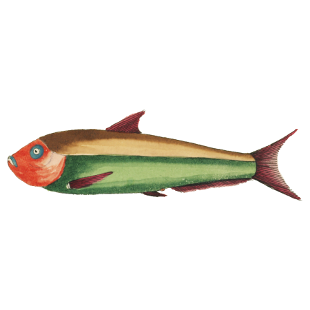 Colourful and surreal illustrations of fishes found in Moluccas (Indonesia) and the East Indies by Louis Renard (1678 -1746) from Histoire naturelle des plus rares curiositez de la mer des Indes (1754).