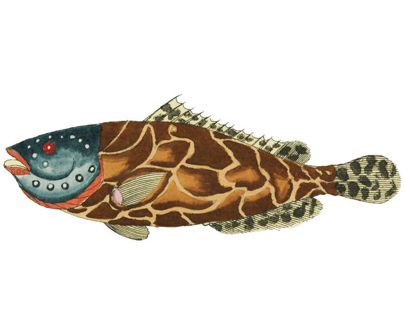 Colourful and surreal illustrations of fishes found in Moluccas (Indonesia) and the East Indies by Louis Renard (1678 -1746) from Histoire naturelle des plus rares curiositez de la mer des Indes (1754).