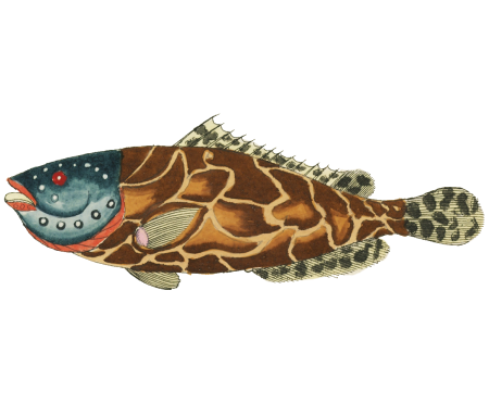 Colourful and surreal illustrations of fishes found in Moluccas (Indonesia) and the East Indies by Louis Renard (1678 -1746) from Histoire naturelle des plus rares curiositez de la mer des Indes (1754).