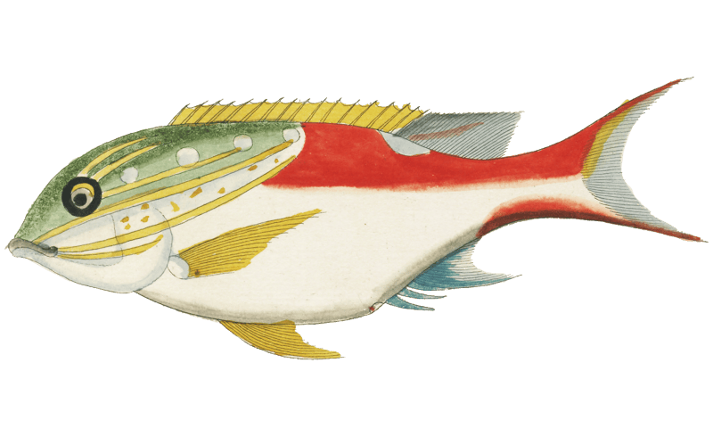 Colourful and surreal illustrations of fishes and lobster found in Moluccas (Indonesia) and the East Indies by Louis Renard (1678 -1746) from Histoire naturelle des plus rares curiositez de la mer des Indes (1754).