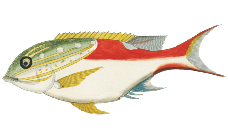 Colourful and surreal illustrations of fishes and lobster found in Moluccas (Indonesia) and the East Indies by Louis Renard (1678 -1746) from Histoire naturelle des plus rares curiositez de la mer des Indes (1754).