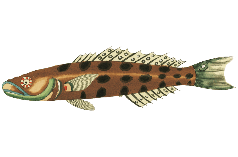 Colourful and surreal illustrations of fishes found in Moluccas (Indonesia) and the East Indies by Louis Renard (1678 -1746) from Histoire naturelle des plus rares curiositez de la mer des Indes (1754).