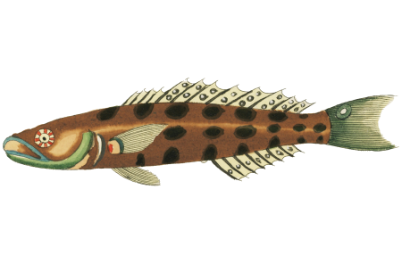 Colourful and surreal illustrations of fishes found in Moluccas (Indonesia) and the East Indies by Louis Renard (1678 -1746) from Histoire naturelle des plus rares curiositez de la mer des Indes (1754).