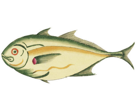 Colourful and surreal illustrations of fishes found in Moluccas (Indonesia) and the East Indies by Louis Renard (1678 -1746) from Histoire naturelle des plus rares curiositez de la mer des Indes (1754).
