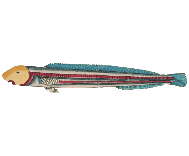 Colourful and surreal illustrations of fishes found in Moluccas (Indonesia) and the East Indies by Louis Renard (1678 -1746) from Histoire naturelle des plus rares curiositez de la mer des Indes (1754).