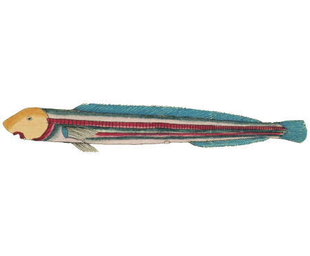 Colourful and surreal illustrations of fishes found in Moluccas (Indonesia) and the East Indies by Louis Renard (1678 -1746) from Histoire naturelle des plus rares curiositez de la mer des Indes (1754).