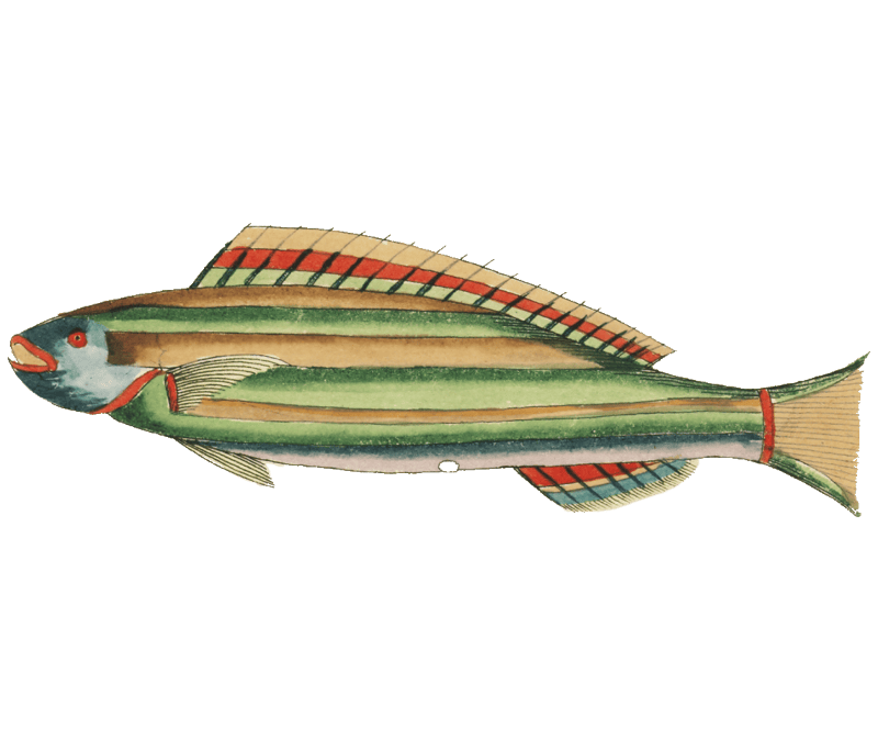 Colourful and surreal illustrations of fishes found in Moluccas (Indonesia) and the East Indies by Louis Renard (1678 -1746) from Histoire naturelle des plus rares curiositez de la mer des Indes (1754).