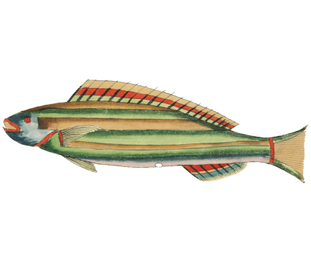 Colourful and surreal illustrations of fishes found in Moluccas (Indonesia) and the East Indies by Louis Renard (1678 -1746) from Histoire naturelle des plus rares curiositez de la mer des Indes (1754).