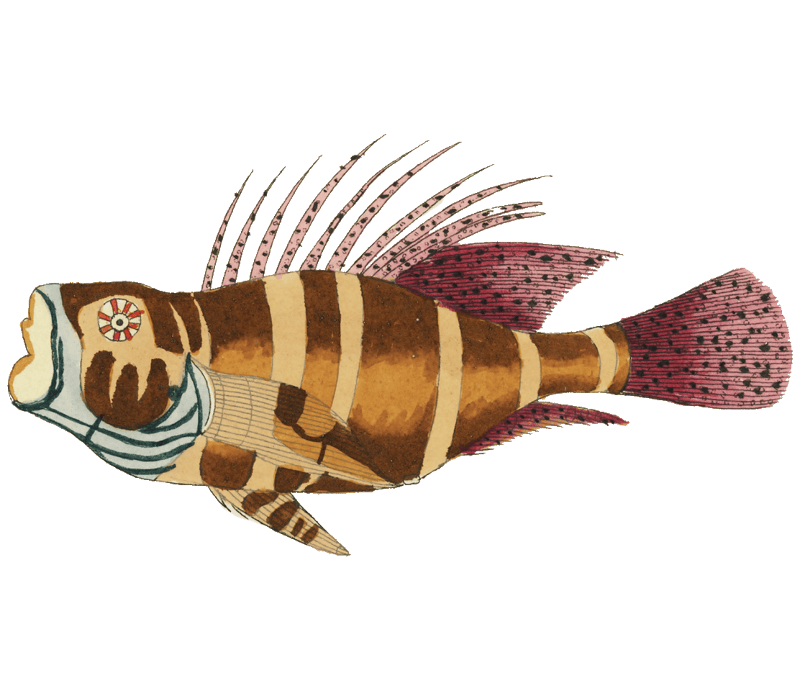Colourful and surreal illustrations of fishes found in Moluccas (Indonesia) and the East Indies by Louis Renard (1678 -1746) from Histoire naturelle des plus rares curiositez de la mer des Indes (1754).