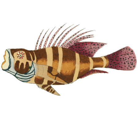 Colourful and surreal illustrations of fishes found in Moluccas (Indonesia) and the East Indies by Louis Renard (1678 -1746) from Histoire naturelle des plus rares curiositez de la mer des Indes (1754).
