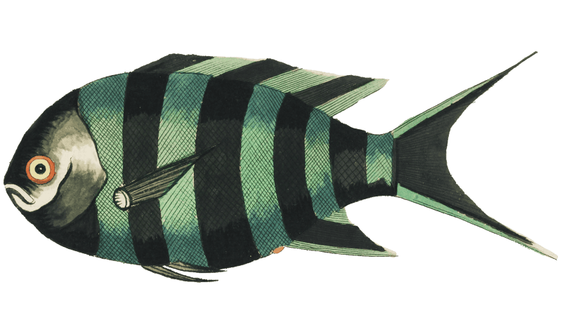 Colourful and surreal illustrations of fishes found in Moluccas (Indonesia) and the East Indies by Louis Renard (1678 -1746) from Histoire naturelle des plus rares curiositez de la mer des Indes (1754).