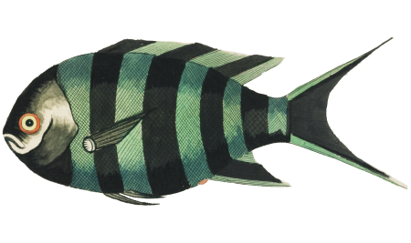 Colourful and surreal illustrations of fishes found in Moluccas (Indonesia) and the East Indies by Louis Renard (1678 -1746) from Histoire naturelle des plus rares curiositez de la mer des Indes (1754).
